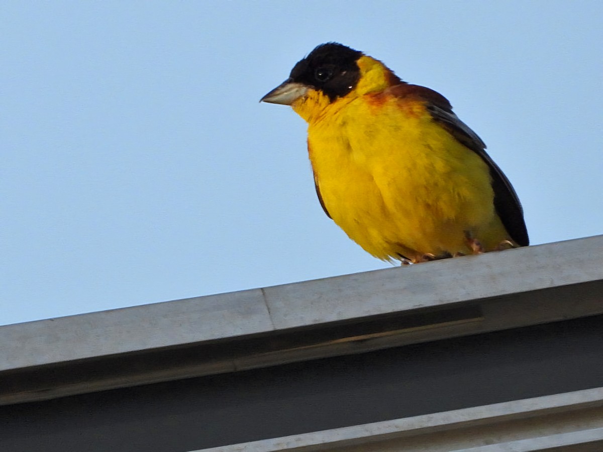 Black-headed Bunting - ML620778314