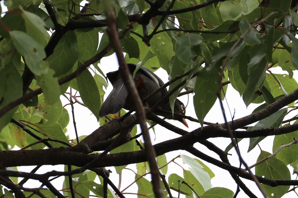 Chestnut-capped Laughingthrush - ML620778327