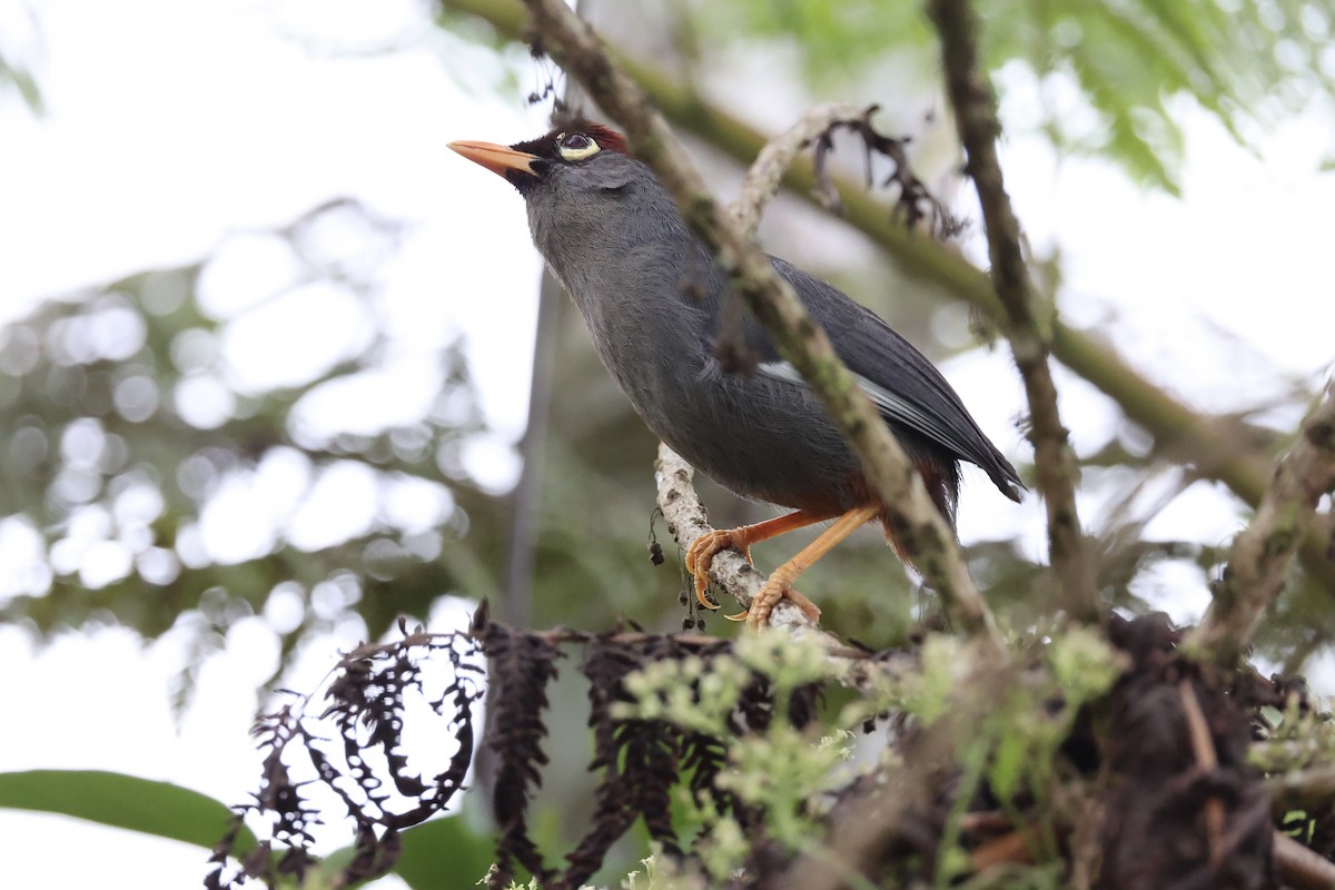 Chestnut-capped Laughingthrush - ML620778328