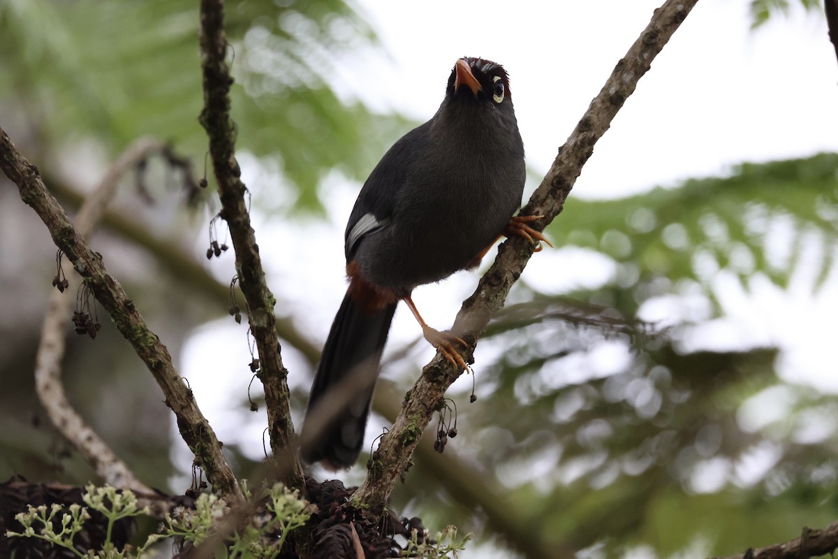 Chestnut-capped Laughingthrush - ML620778330