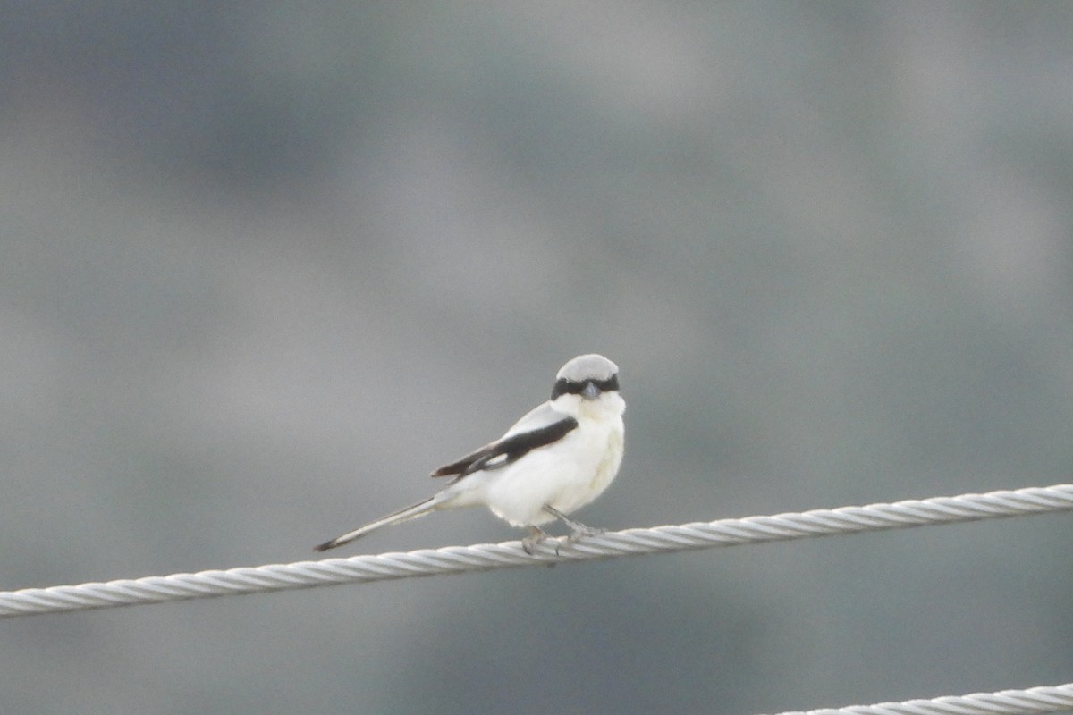 Great Gray Shrike - Ali Mosvi