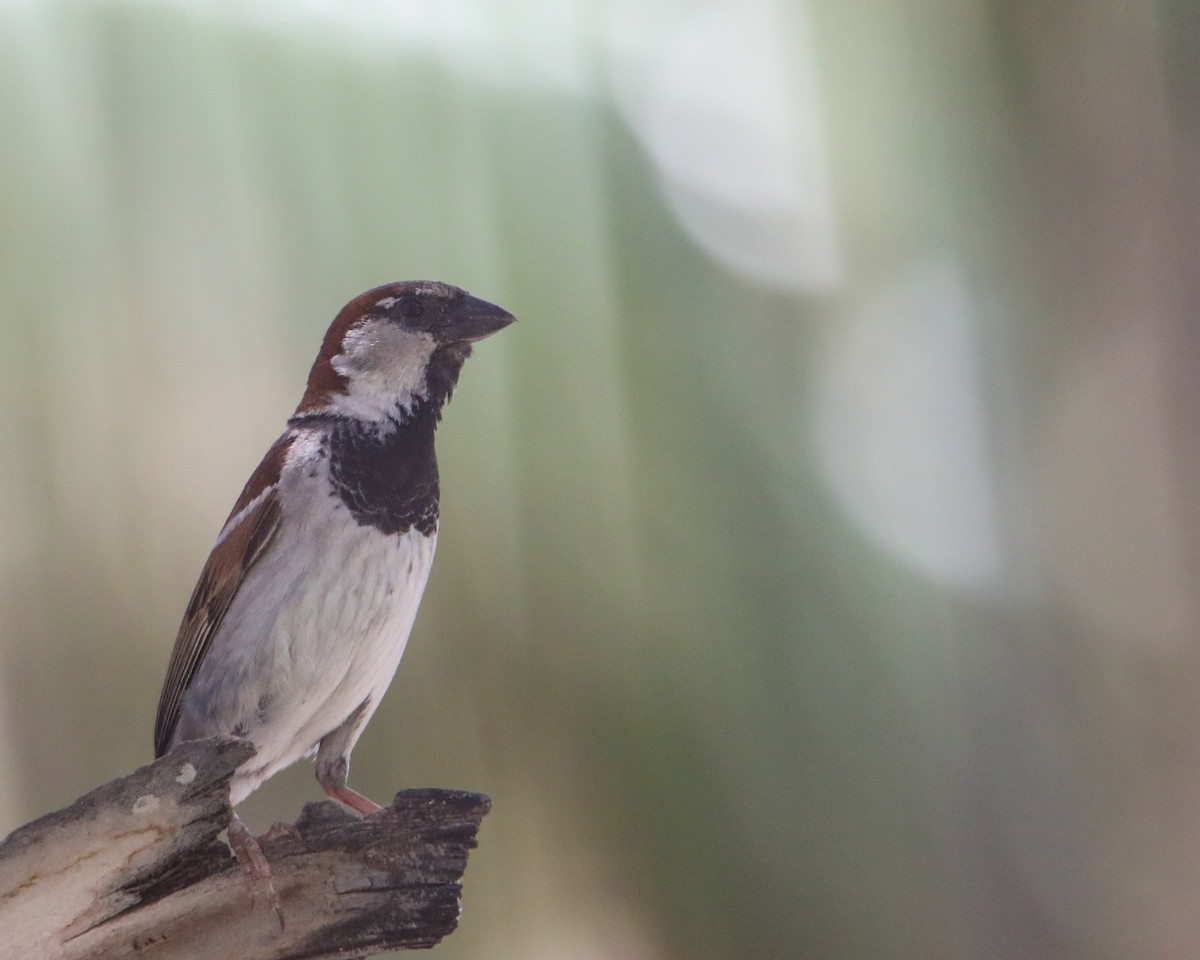 House Sparrow - ML620778334