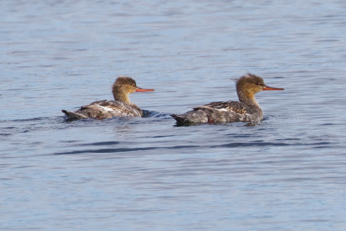 Red-breasted Merganser - ML620778346