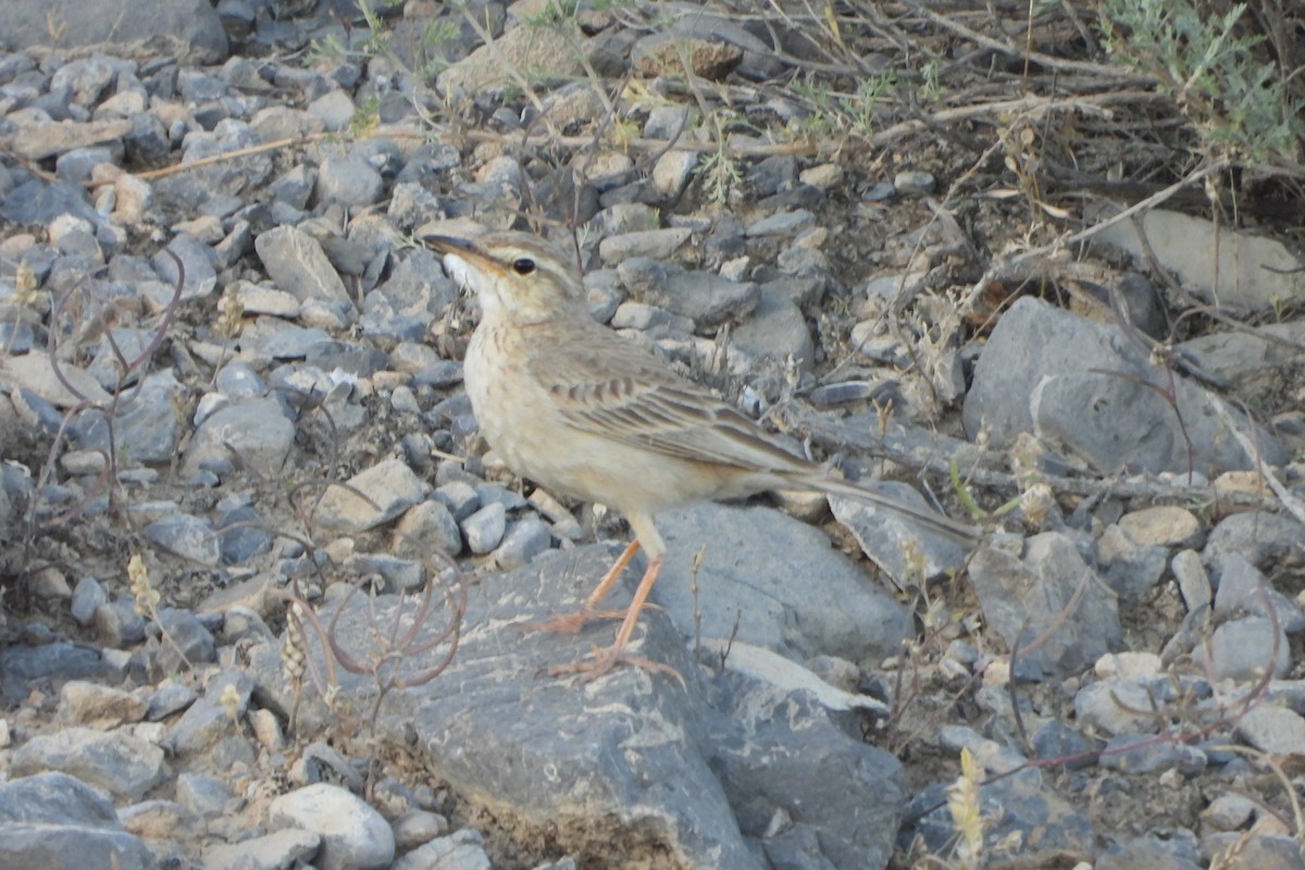 Long-billed Pipit - ML620778350