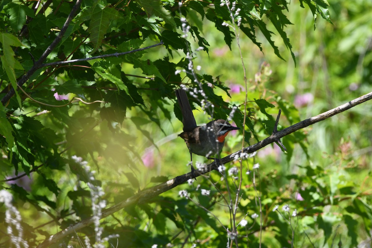 Siberian Rubythroat - ML620778352