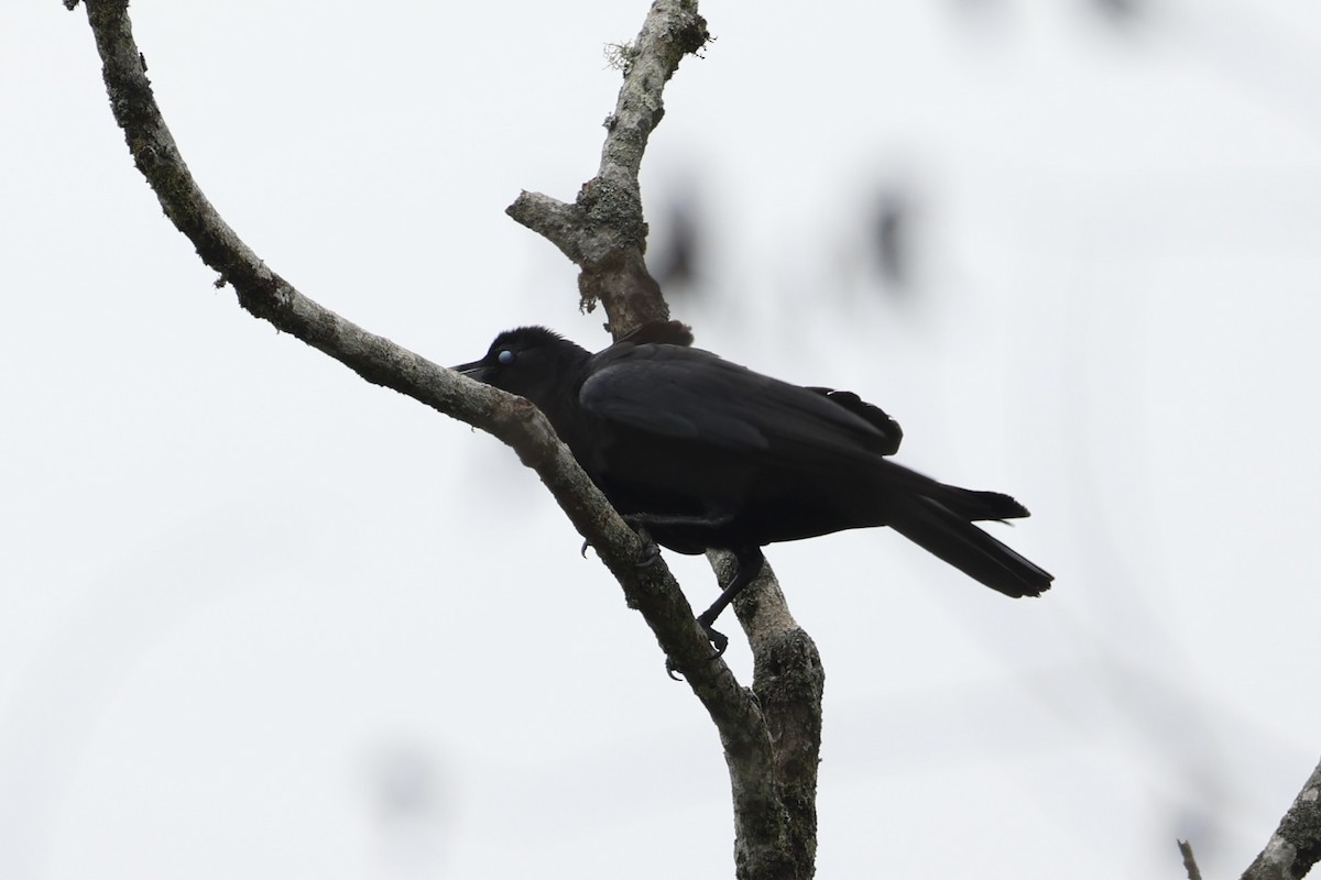 Large-billed Crow - ML620778353