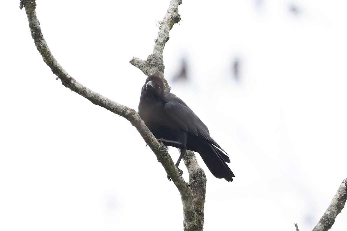 Large-billed Crow - ML620778354