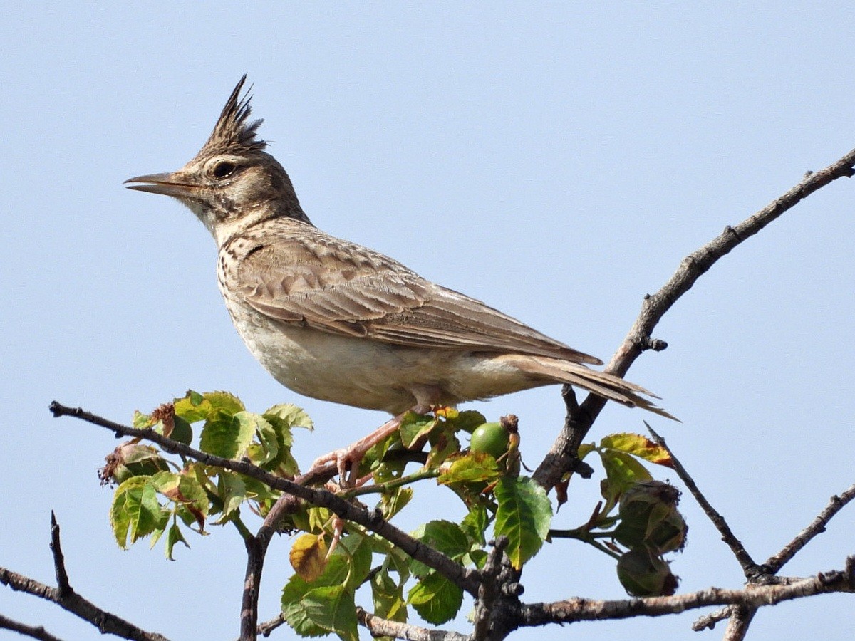 Crested Lark - ML620778358