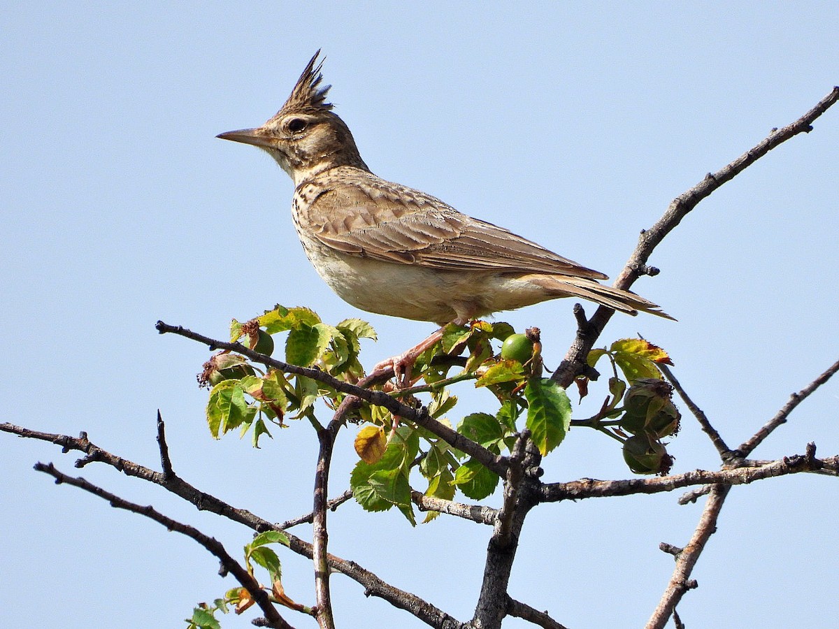 Crested Lark - ML620778359