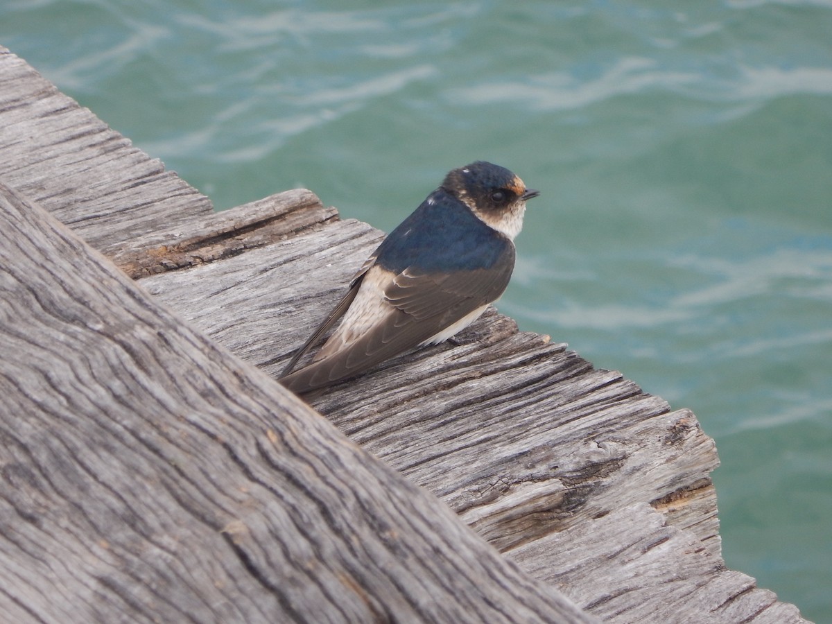 Golondrina Arborícola - ML620778362