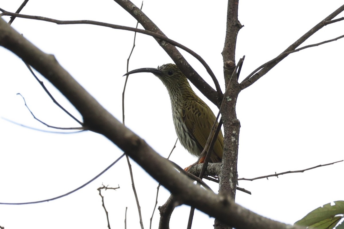 Streaked Spiderhunter - ML620778364