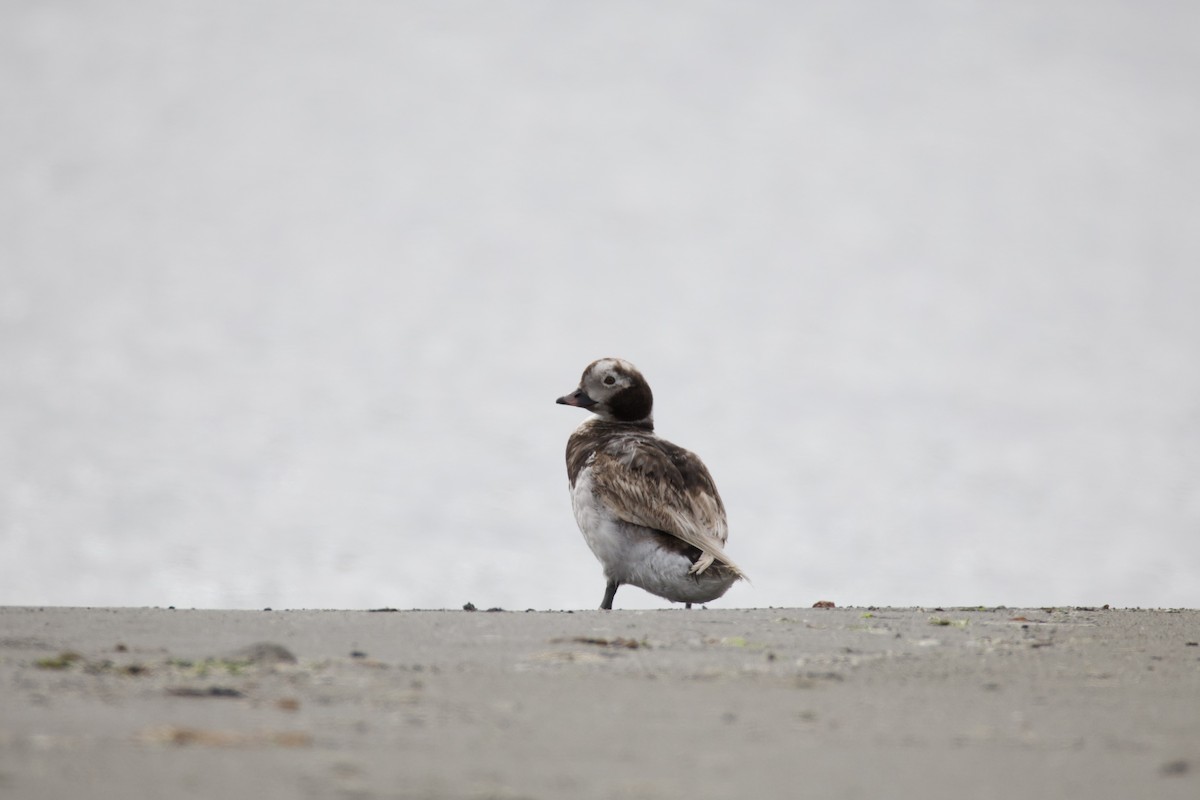 Long-tailed Duck - ML620778370