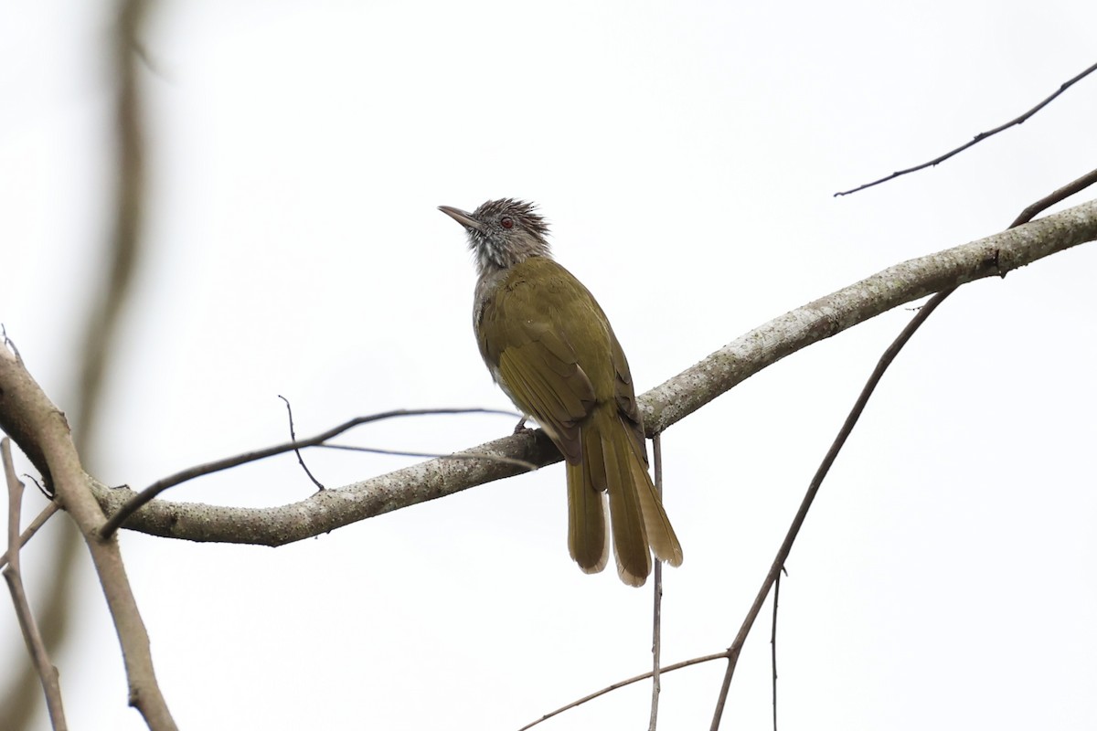 Mountain Bulbul - ML620778371