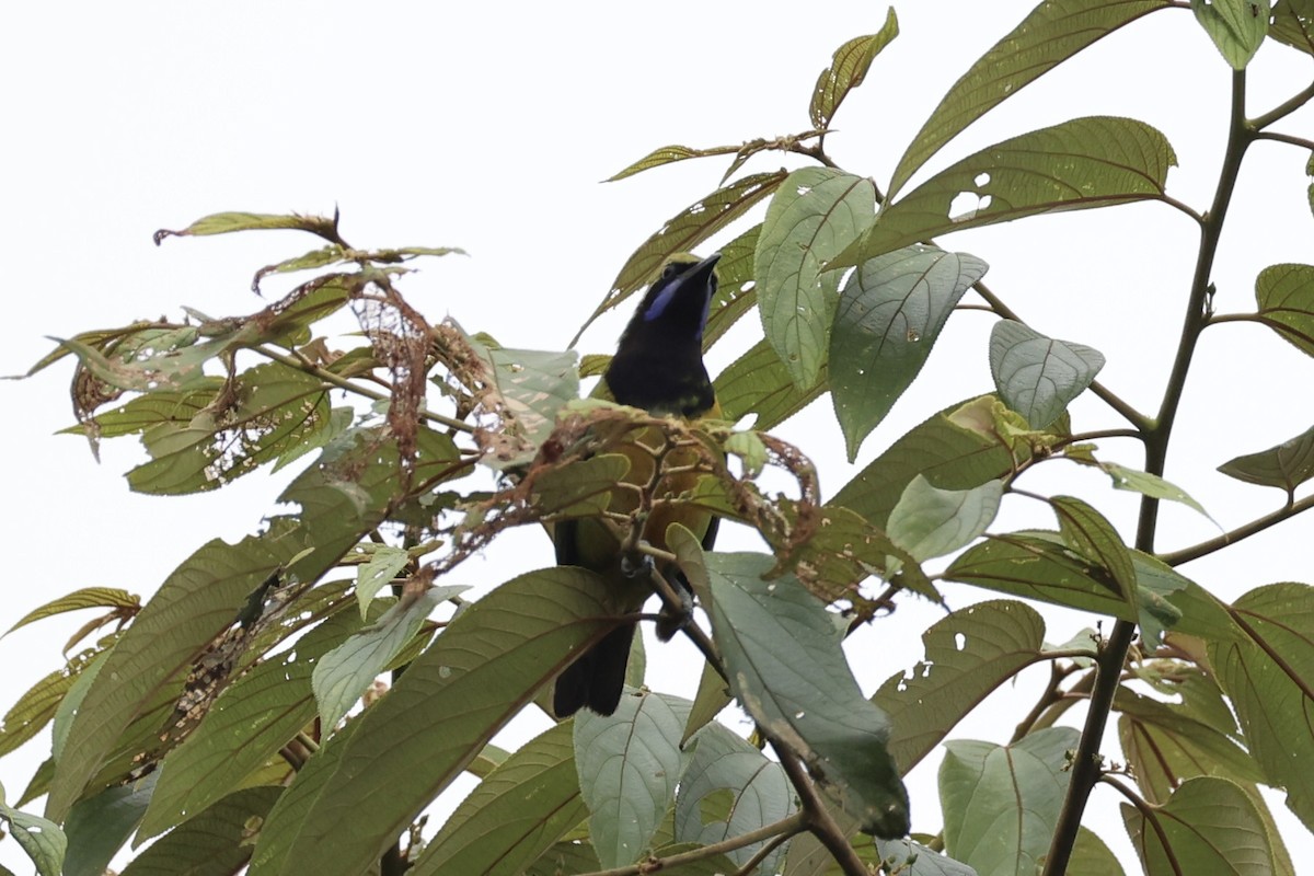 Orange-bellied Leafbird - ML620778375