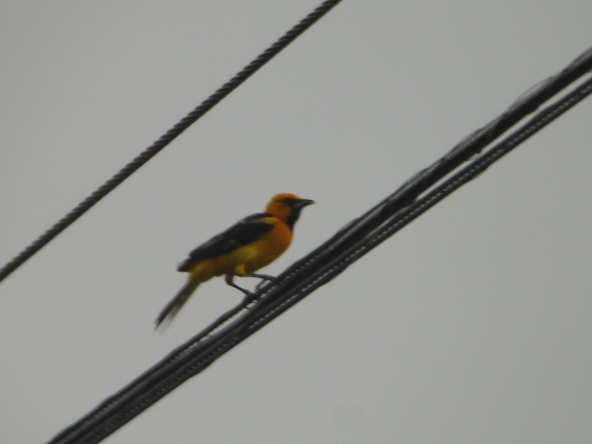 Streak-backed Oriole - ML620778379