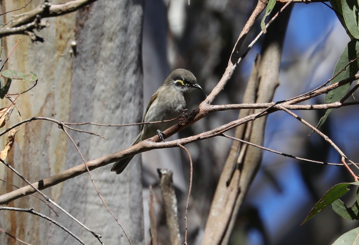 Yellow-faced Honeyeater - ML620778381