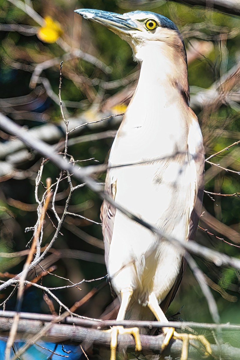 Nankeen Night Heron - ML620778382