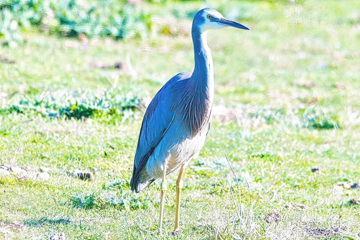 White-faced Heron - ML620778383