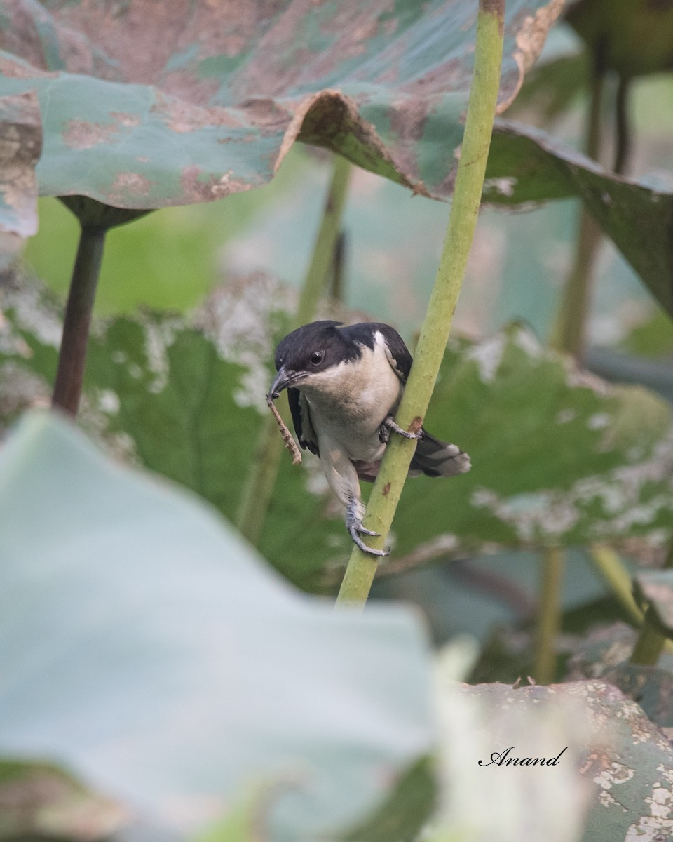 Pied Cuckoo - ML620778390