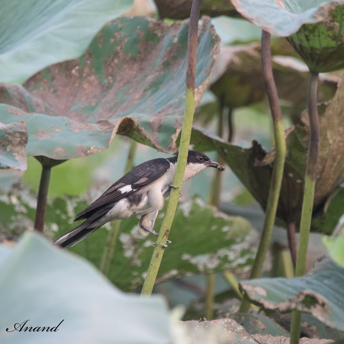 Pied Cuckoo - ML620778392