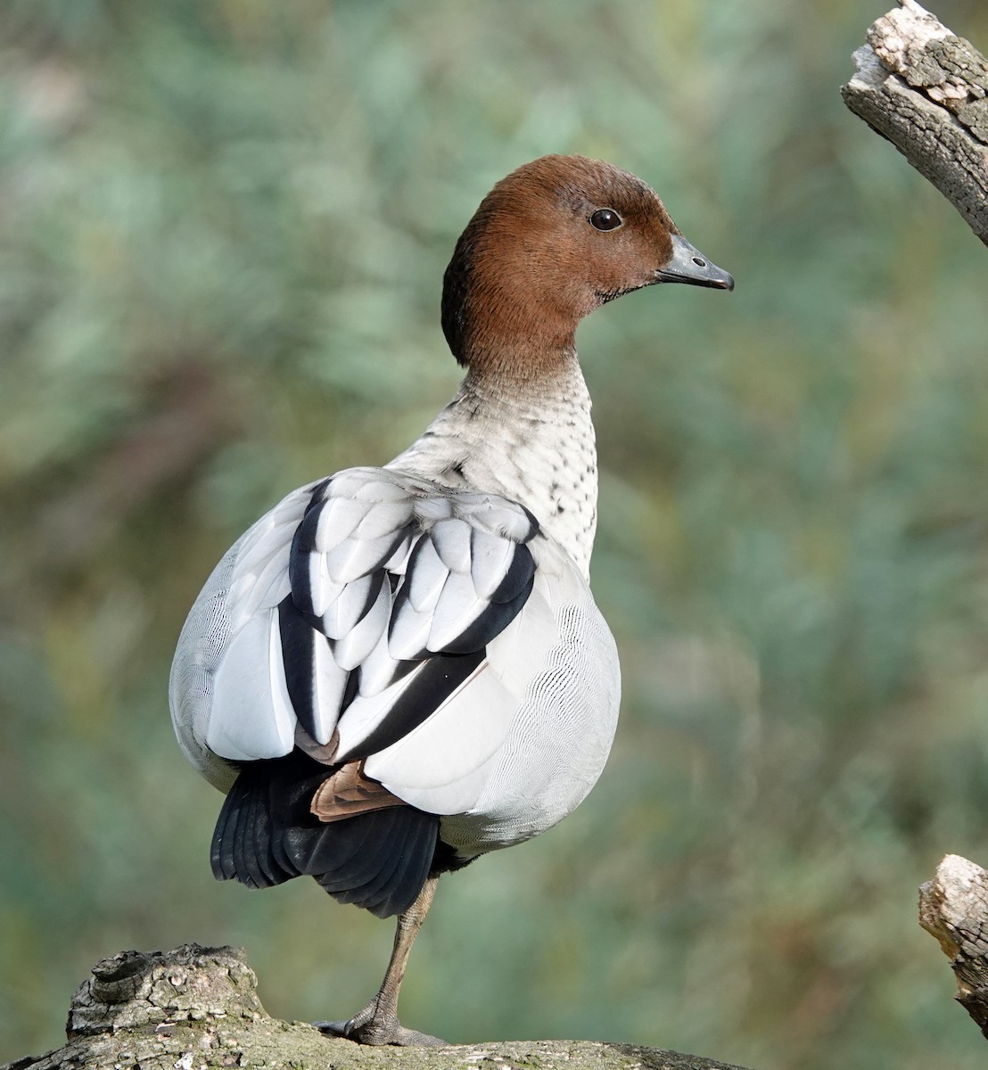 Maned Duck - ML620778393