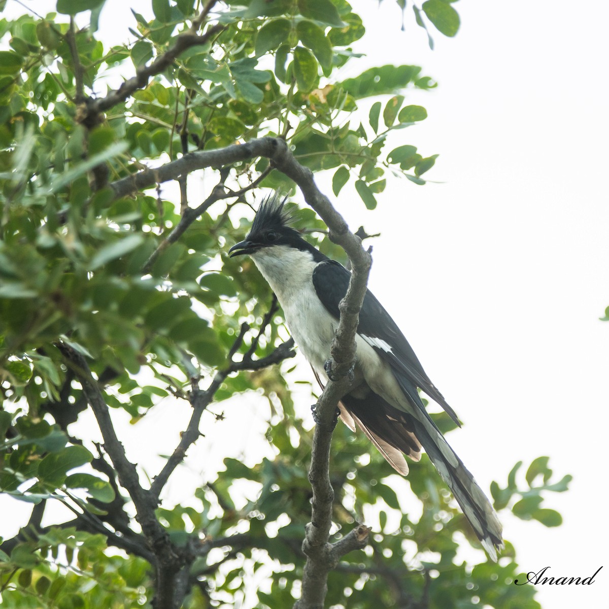 Pied Cuckoo - ML620778395