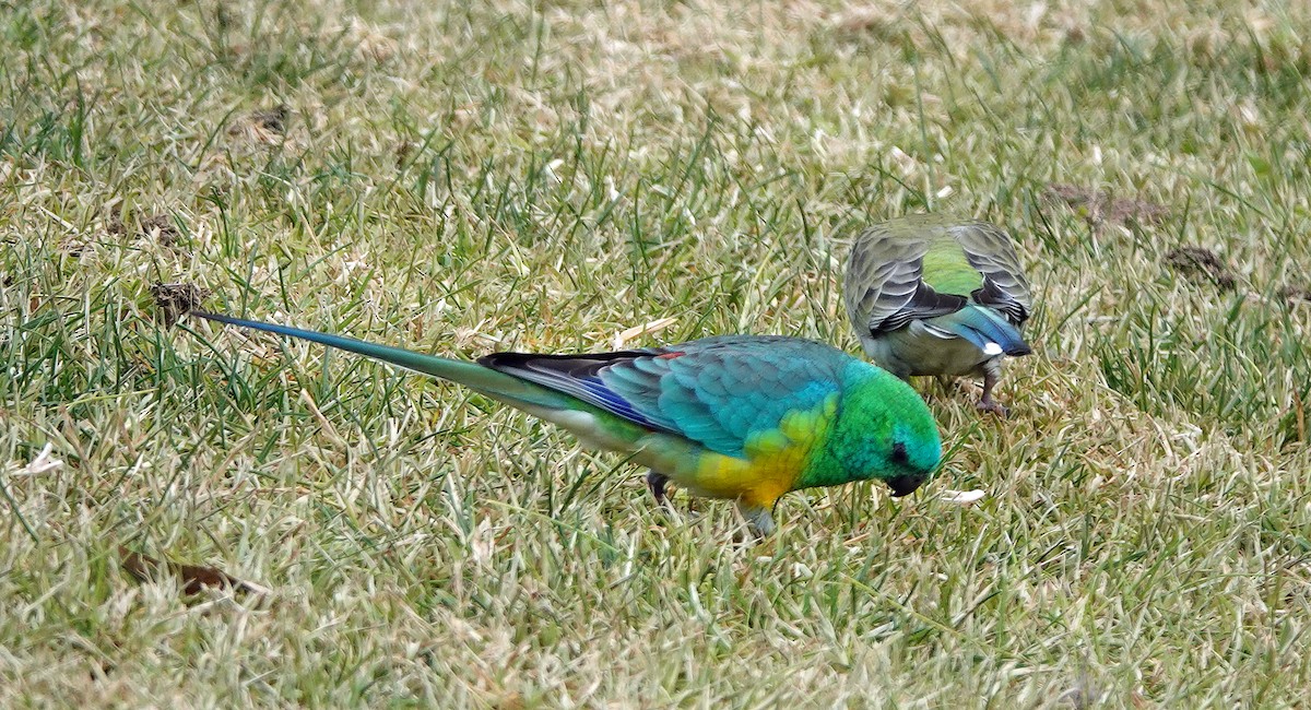 Red-rumped Parrot - ML620778397