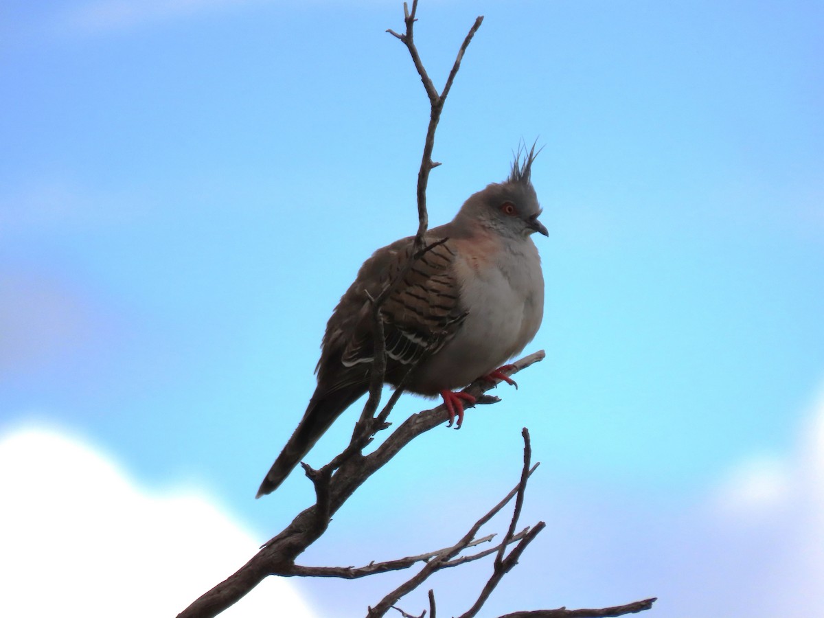 Crested Pigeon - ML620778401