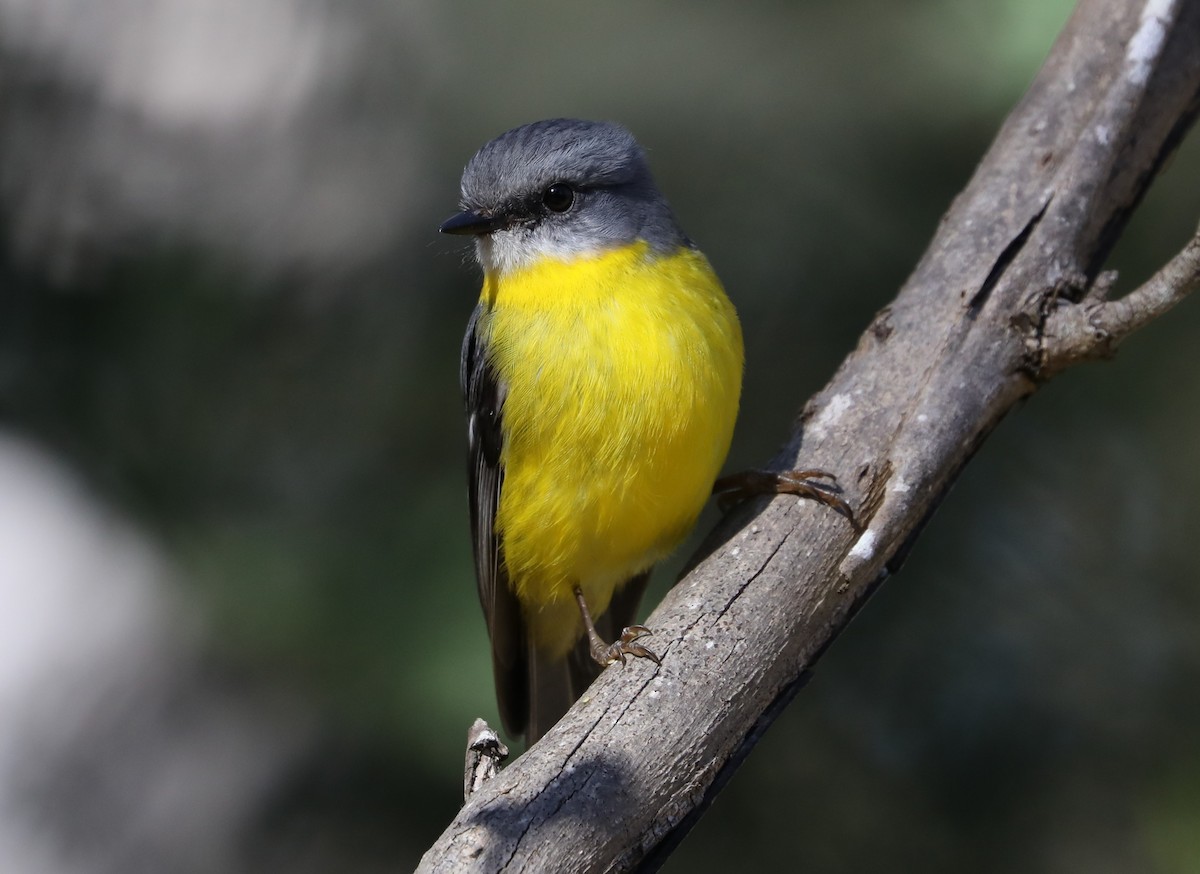 Eastern Yellow Robin - ML620778402