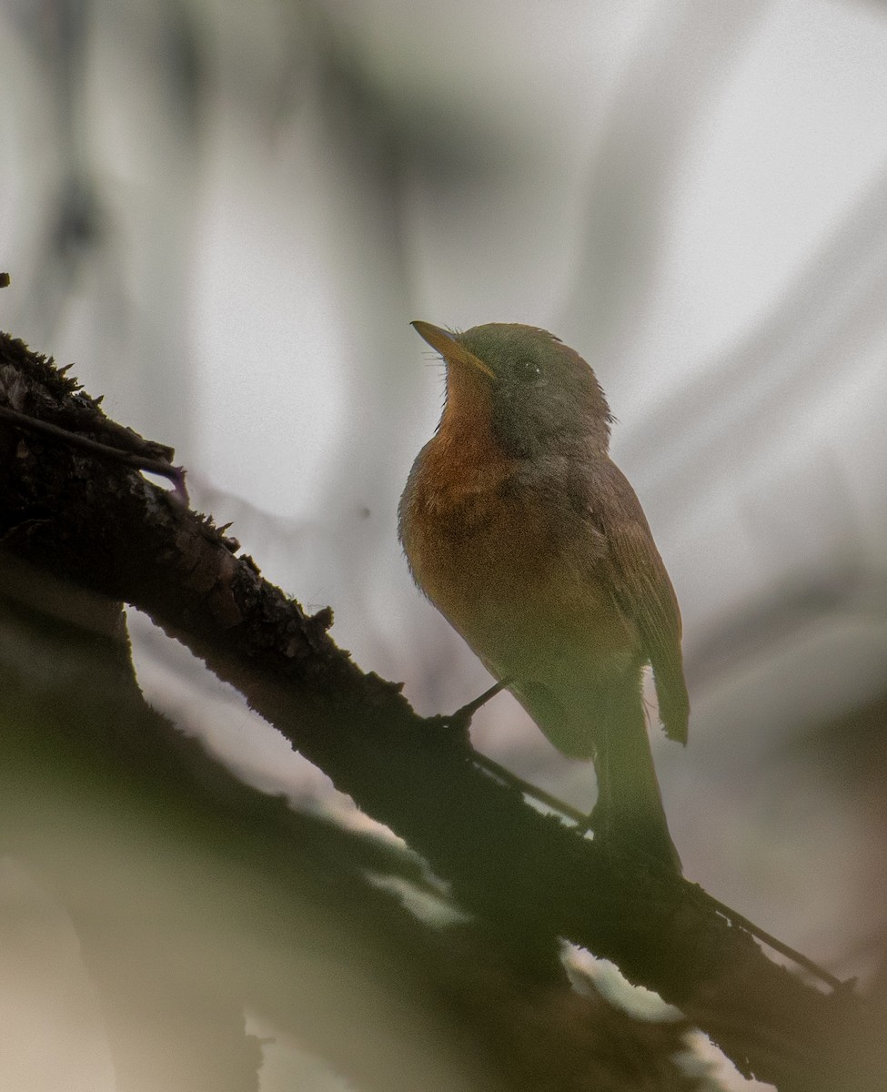 Kashmir Flycatcher - ML620778405