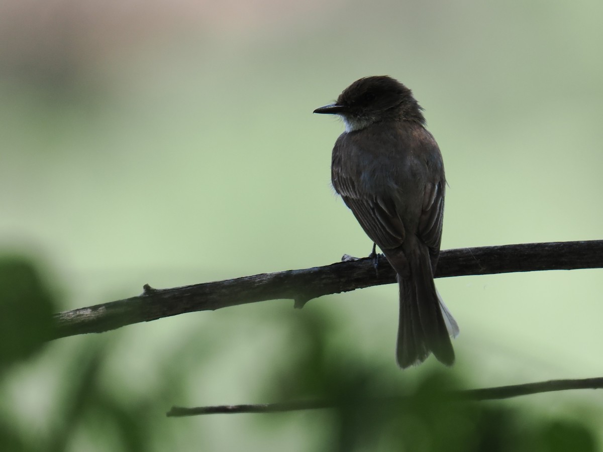 Eastern Phoebe - ML620778412