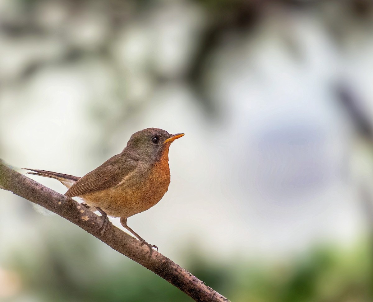 Kashmir Flycatcher - ML620778414