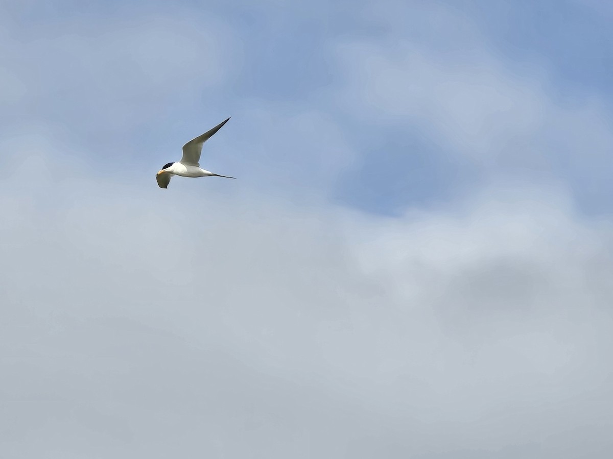 Least Tern - ML620778416