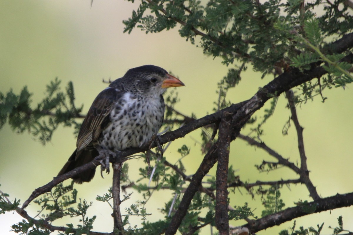 Red-billed Buffalo-Weaver - ML620778422