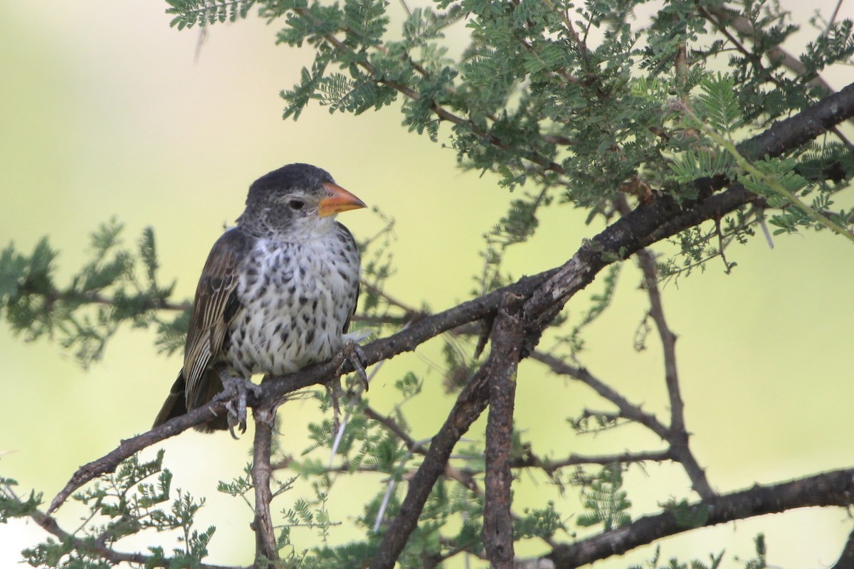 Red-billed Buffalo-Weaver - ML620778423