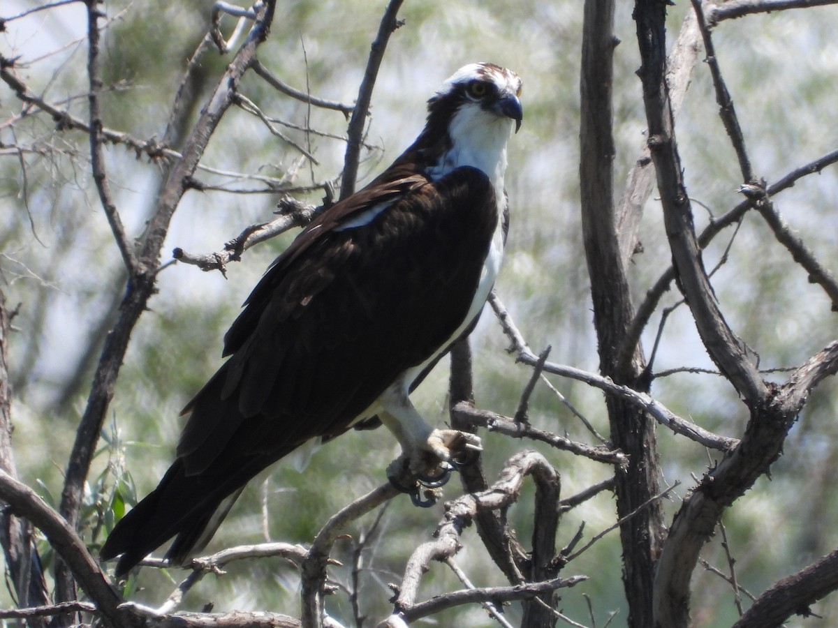 Osprey - ML620778425