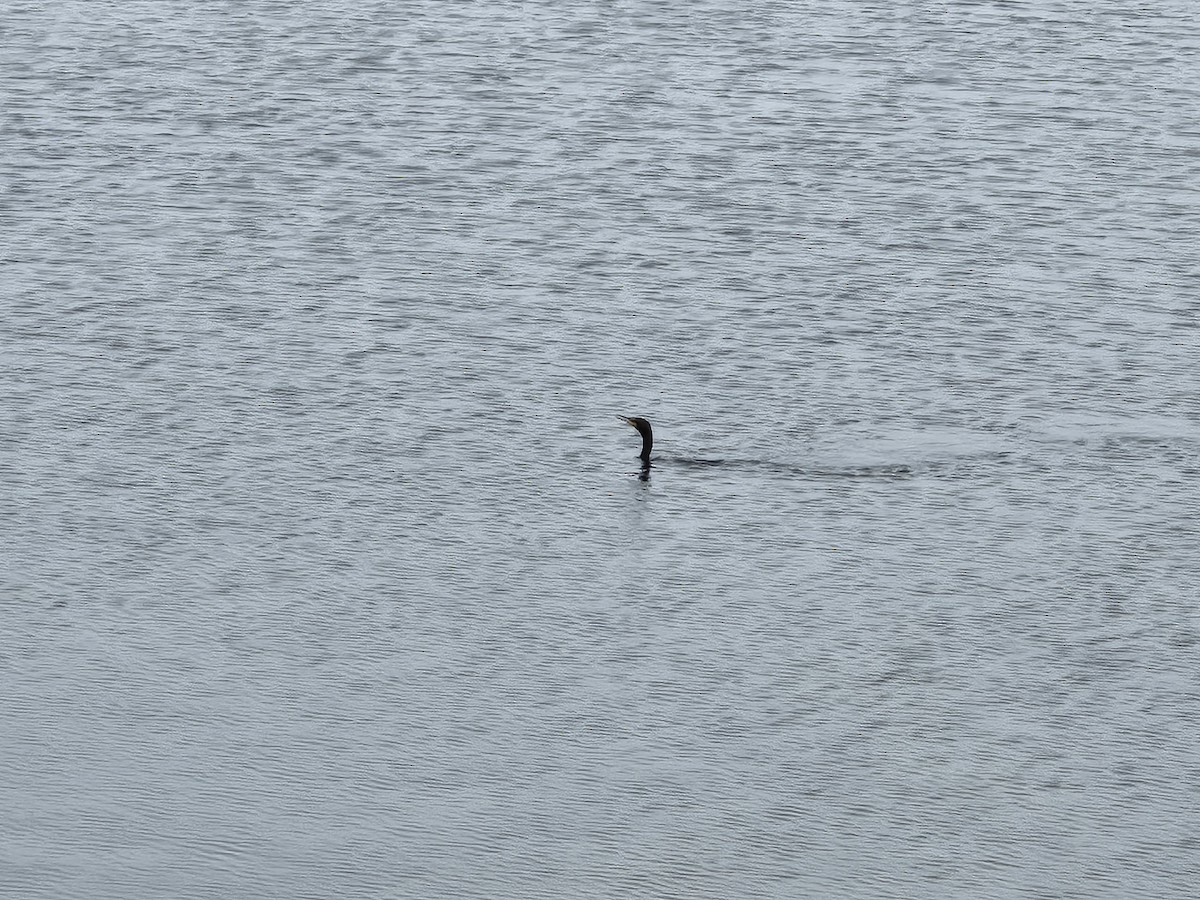 Cormorán sp. - ML620778427