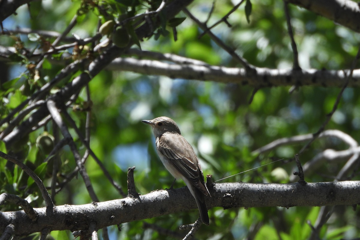 斑鶲 - ML620778428