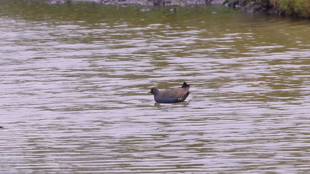 Gallinule aborigène - ML620778434