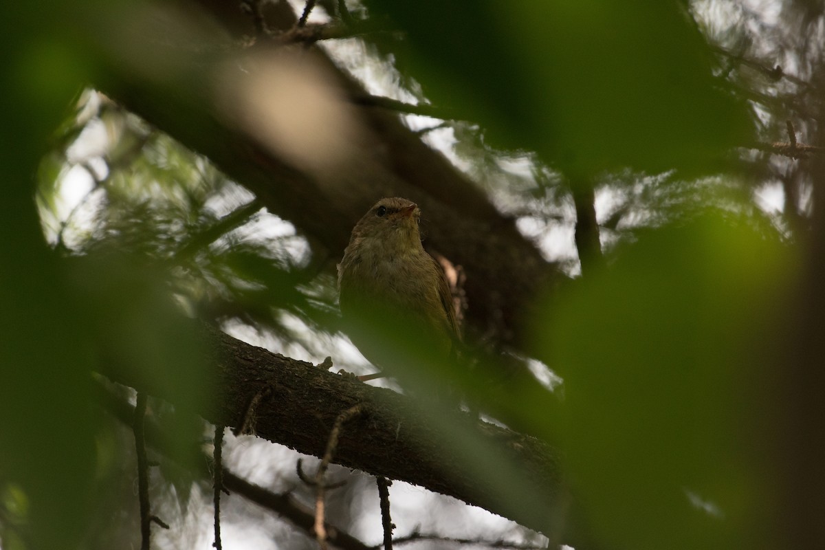 Brownish-flanked Bush Warbler - ML620778436