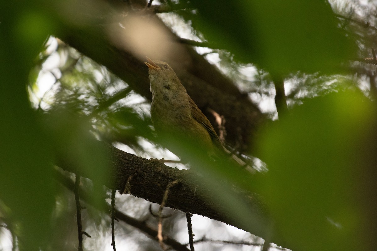 Brownish-flanked Bush Warbler - ML620778438