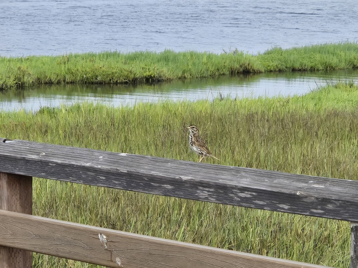 Savannah Sparrow - ML620778440