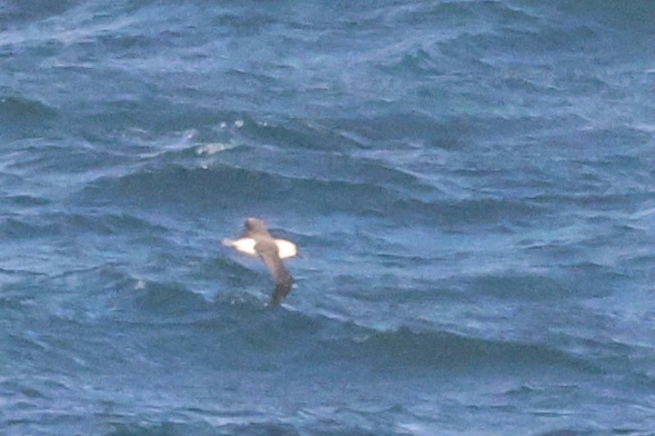 Indian Yellow-nosed Albatross - ML620778443