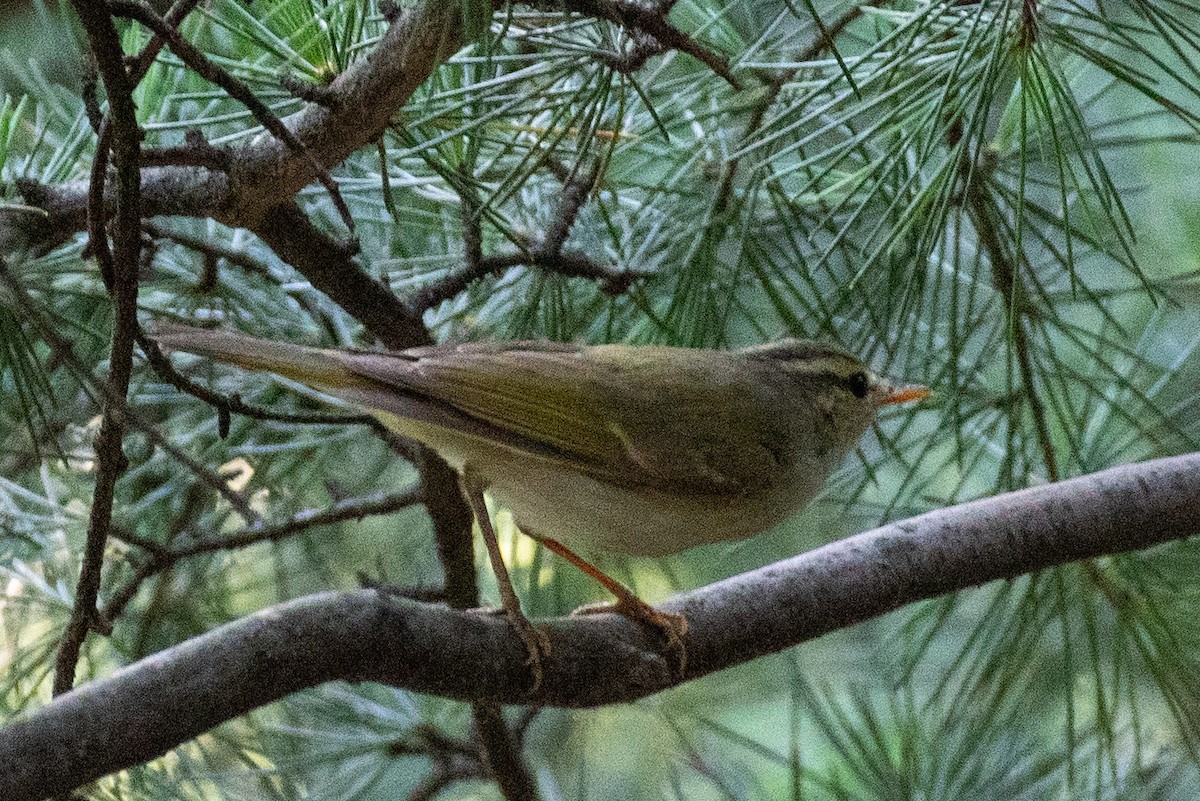 Western Crowned Warbler - ML620778444