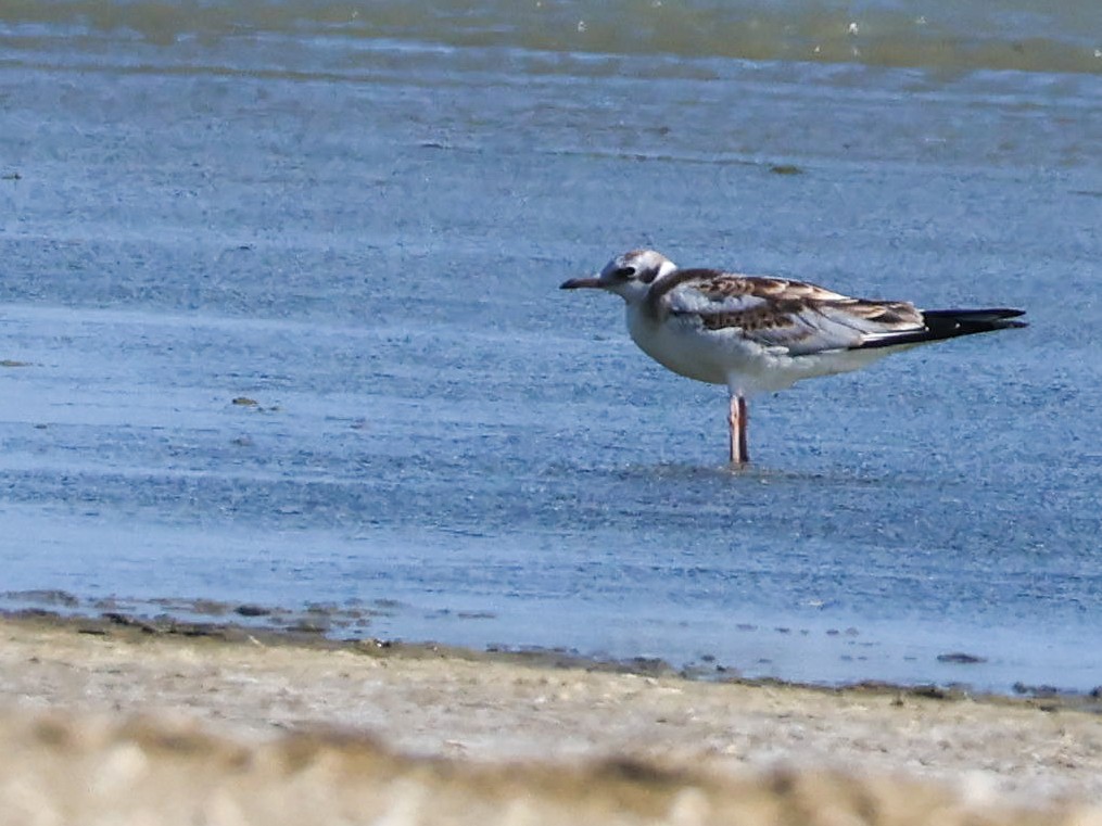 Black-headed Gull - ML620778446