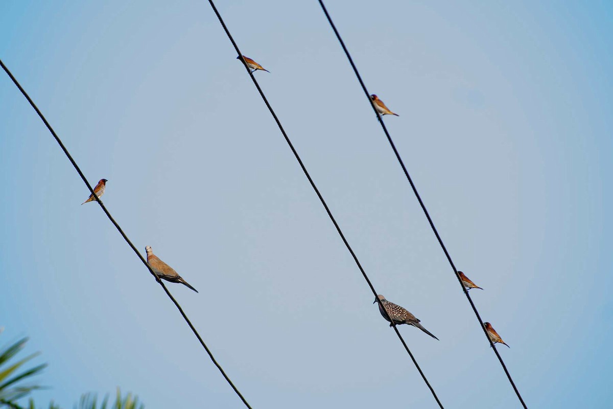 Spotted Dove - ML620778448