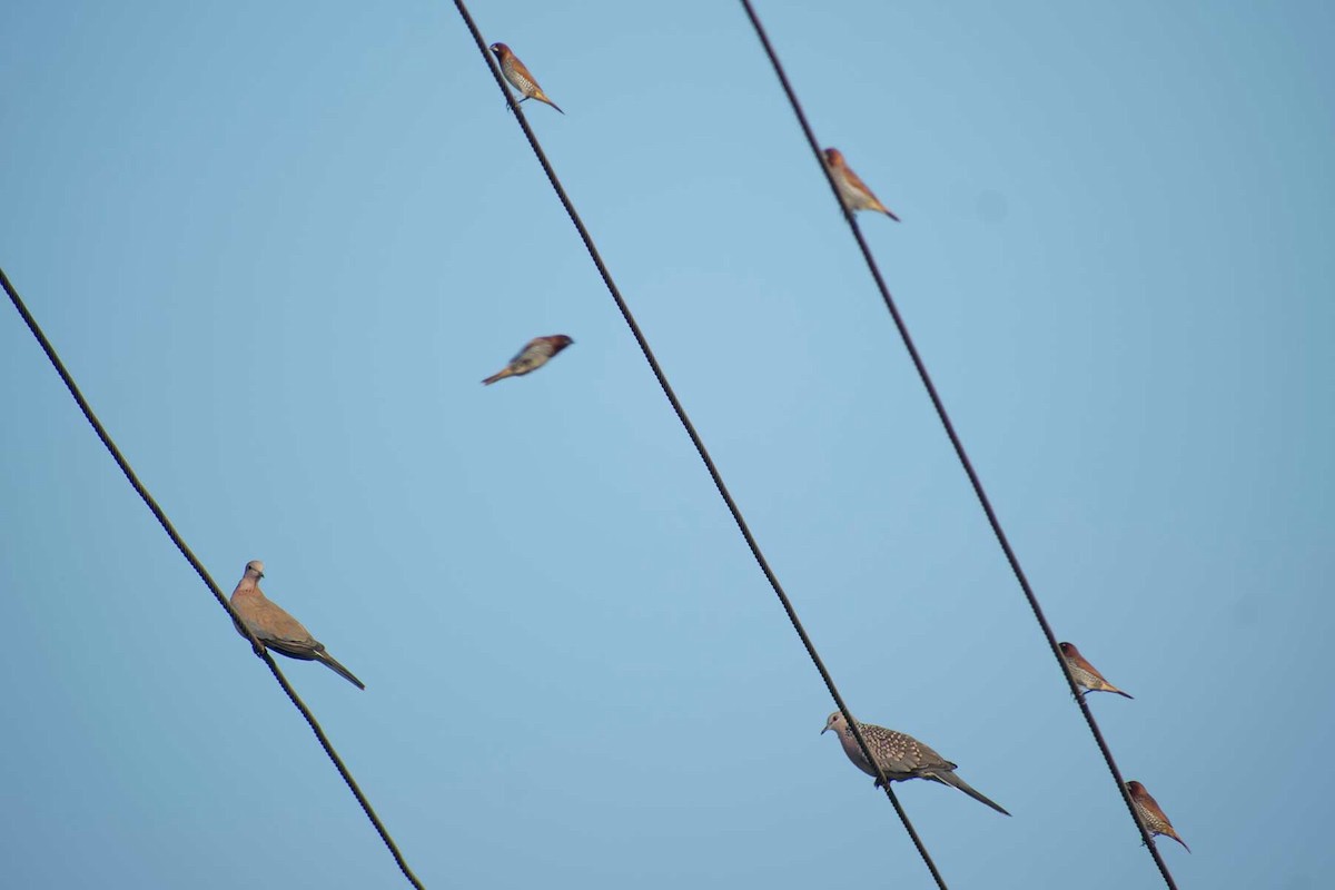 Laughing Dove - ML620778449