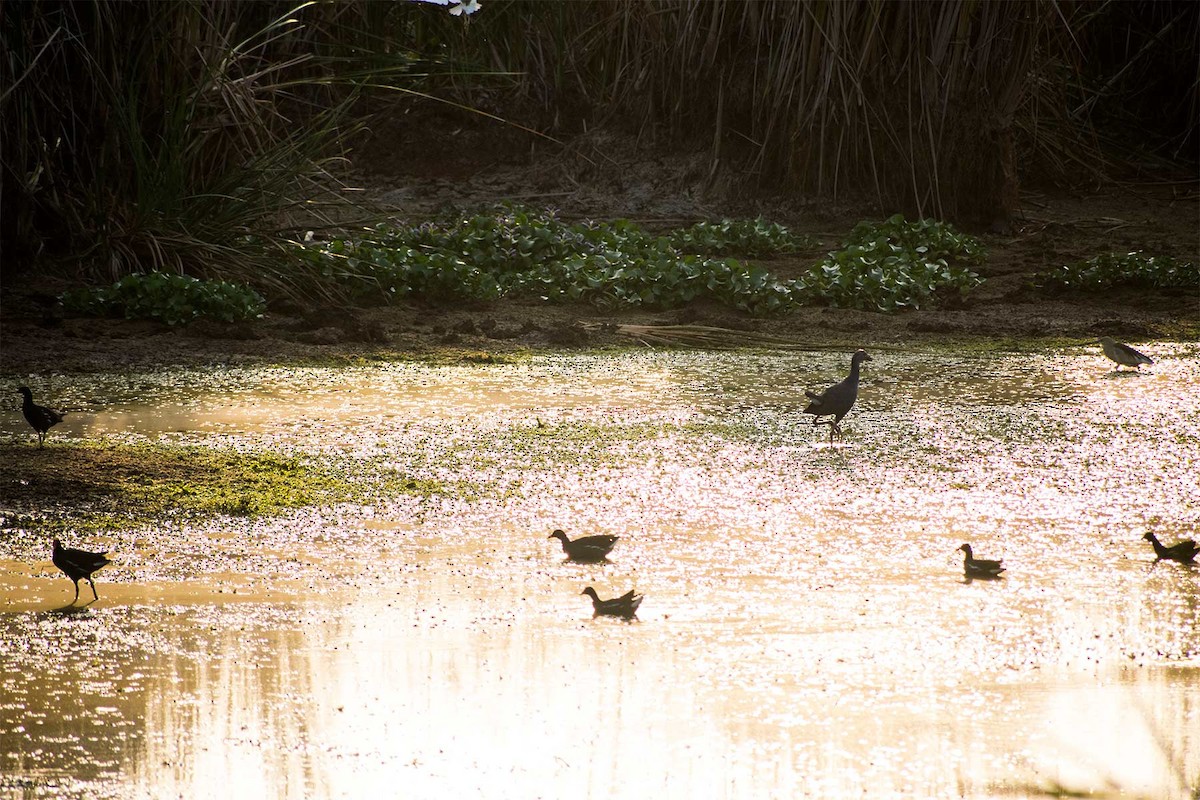 Eurasian Moorhen - ML620778452