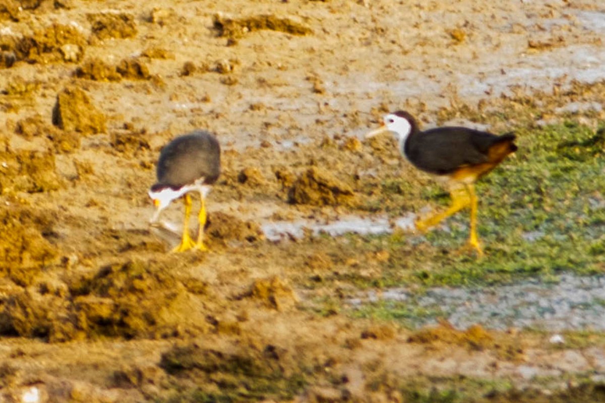 White-breasted Waterhen - ML620778458