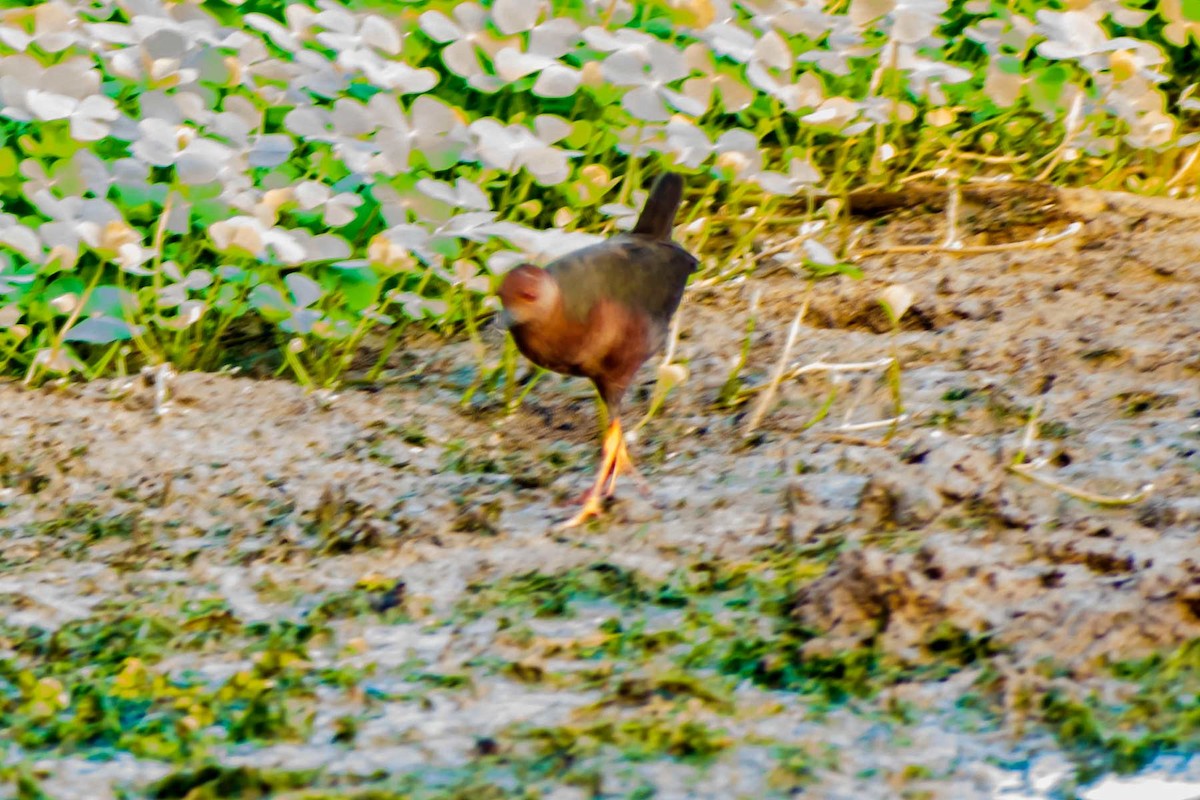 Ruddy-breasted Crake - ML620778461